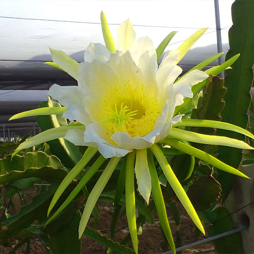 Palapa San Francisco