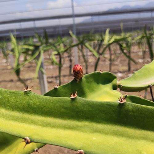 Palapa San Francisco