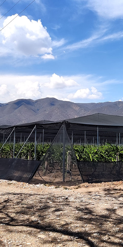 Palapa San Francisco