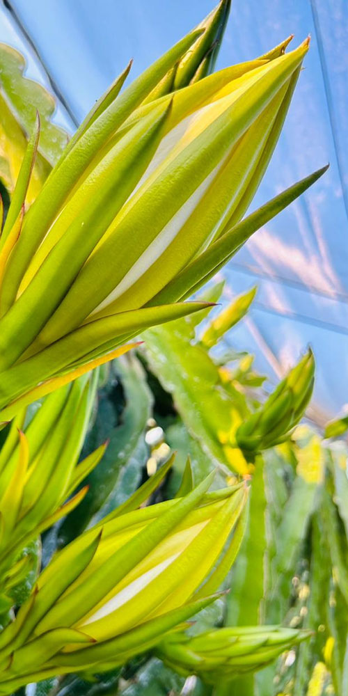 Palapa San Francisco