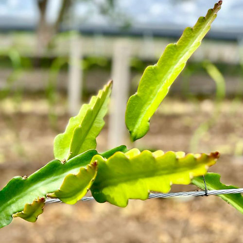 Palapa San Francisco